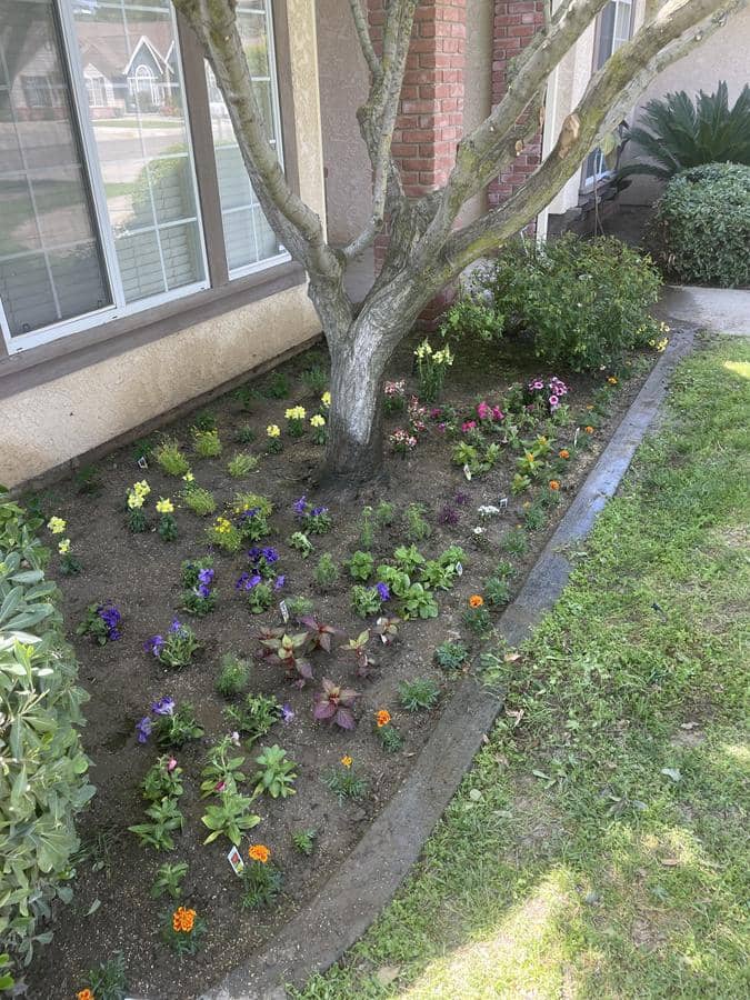 Planting Flowers in Visalia, CA