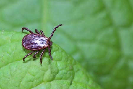 Pest & Lawn Disease Management