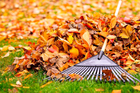 Seasonal Lawn Cleanups